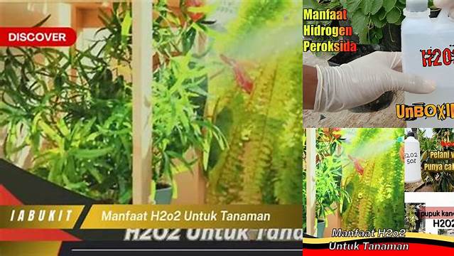Temukan Manfaat H2O2 untuk Tanaman yang Jarang Diketahui