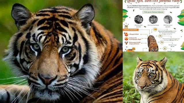 Ungkap Manfaat Harimau Sumatera yang Jarang Diketahui