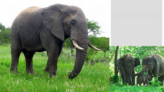 Manfaat Hewan Gajah yang Jarang Diketahui, Wajib Disimak!