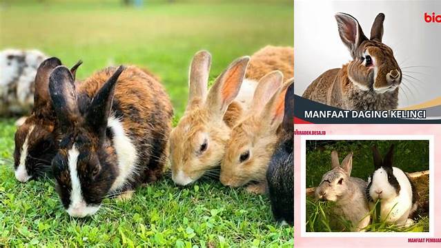 Temukan Manfaat Hewan Kelinci yang Jarang Diketahui