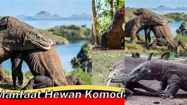 7 Manfaat Hewan Komodo yang Jarang Diketahui