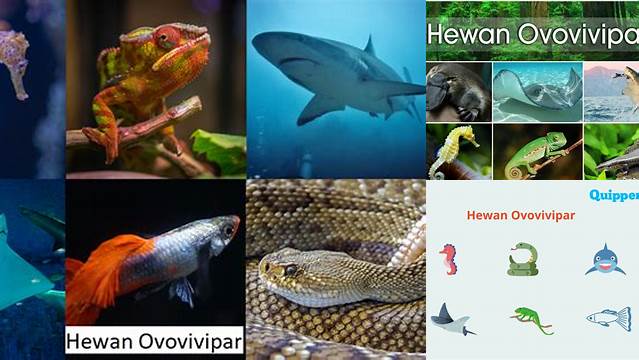 Temukan Manfaat Hewan Ovovivipar yang Jarang Diketahui