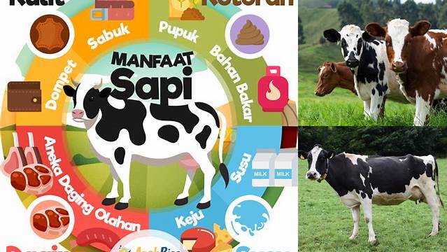 Temukan Manfaat Sapi Yang Jarang Diketahui