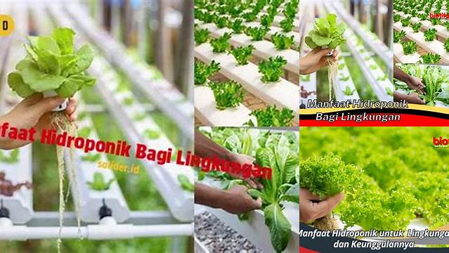 Temukan Manfaat Hidroponik yang Jarang Diketahui Bagi Lingkungan