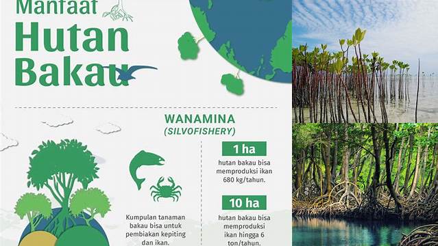 Manfaat Hutan Bakau yang Tak Terduga