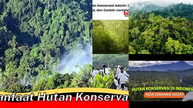 Temukan Manfaat Hutan Konservasi yang Jarang Diketahui!