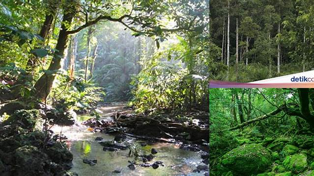 Manfaat Hutan Lindung yang Perlu Anda Ketahui