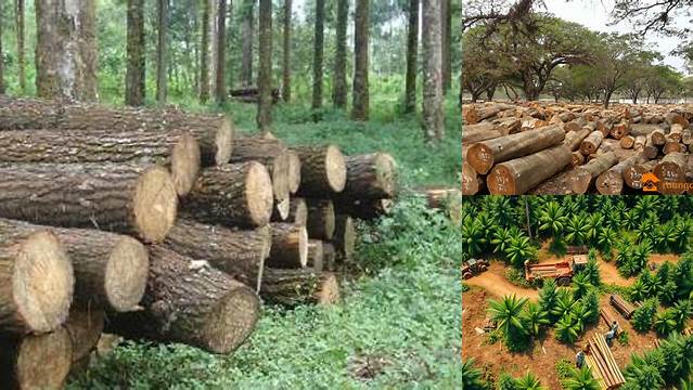 Ungkap Manfaat Hutan Produksi yang Jarang Diketahui