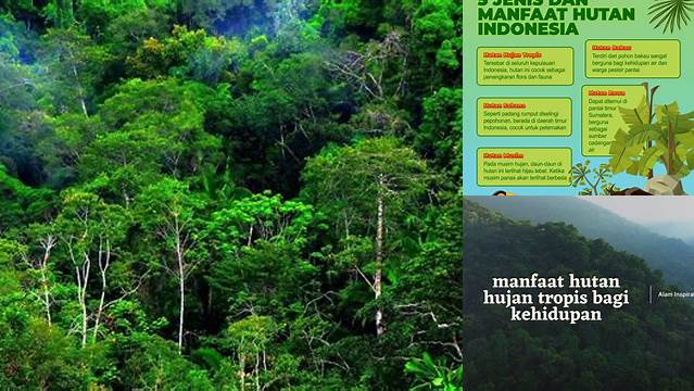 Manfaat Hutan Tropis yang Jarang Diketahui: Temukan Manfaat Luar Biasa yang Perlu Anda Ketahui