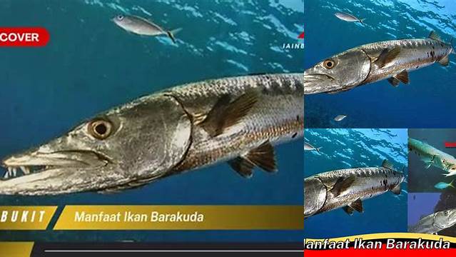 Temukan Manfaat Ikan Baraka yang Jarang Diketahui yang Perlu Anda Ketahui