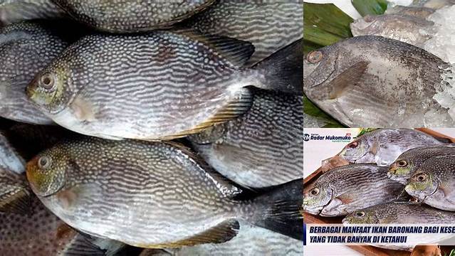 Manfaat Ikan Baronang: 7 Khasiat Langka yang Perlu Diketahui