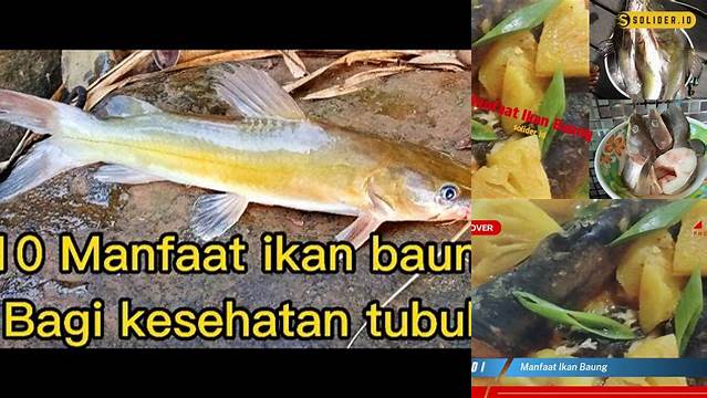 Manfaat Ikan Baung yang Harus Anda Ketahui