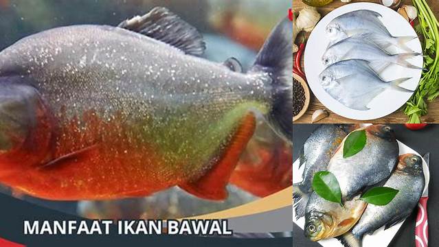 Temukan Manfaat Ikan Bawal yang Jarang Diketahui, Menakjubkan!