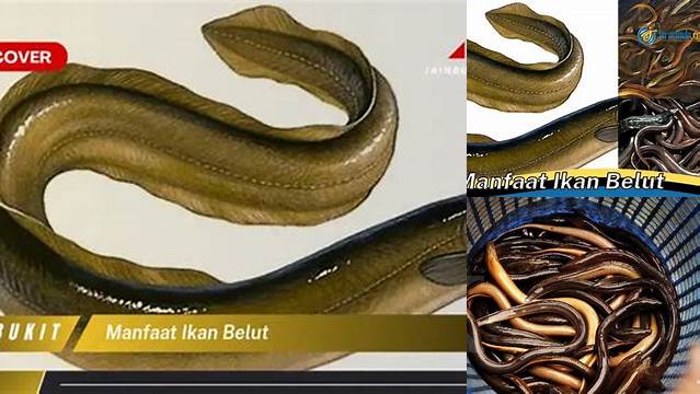 Temukan Beragam Manfaat Ikan Belut yang Jarang Diketahui