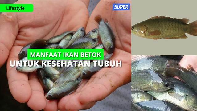 Temukan Khasiat Ikan Betok yang Jarang Diketahui, Dijamin Bikin Penasaran!