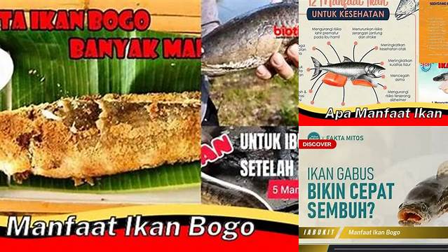 Manfaat Ikan Bogo: Penemuan Menakjubkan yang Jarang Diketahui!