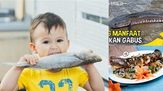 Temukan Manfaat Ikan Gabus untuk Bayi yang Jarang Diketahui