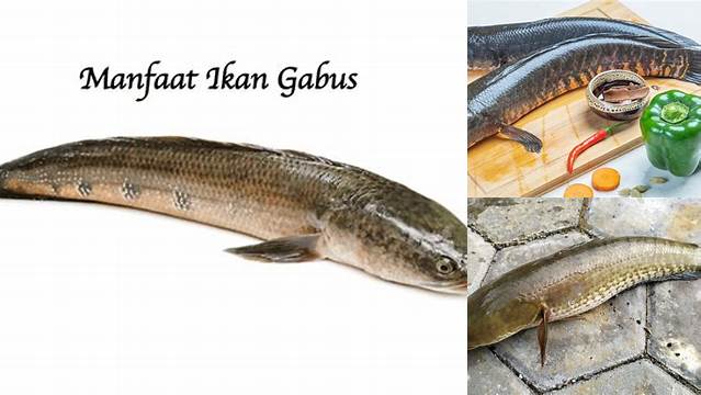 Temukan Manfaat Ikan Gabus untuk Kesehatan yang Jarang Diketahui