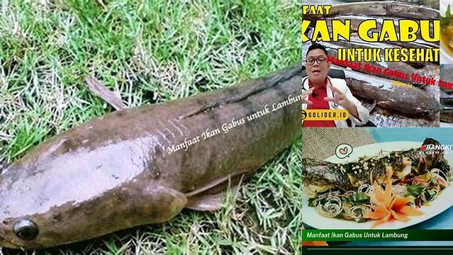 Temukan Manfaat Ikan Gabus untuk Lambung yang Belum Anda Ketahui