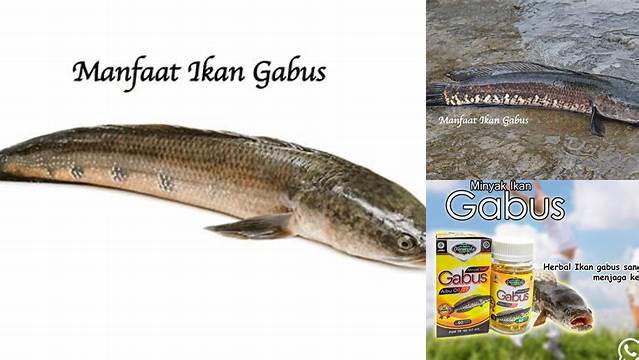 Temukan Manfaat Luar Biasa Ikan Gabus untuk Tulang yang Jarang Diketahui