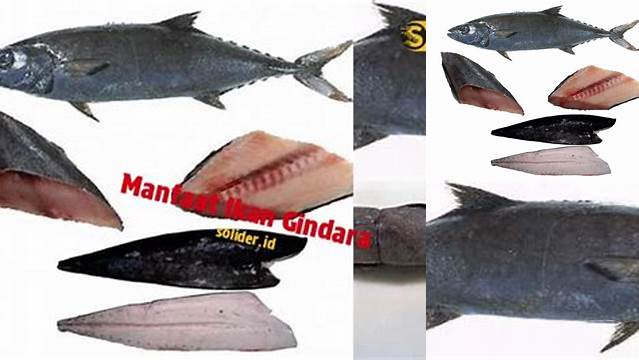 Temukan Manfaat Ikan Gindara yang Jarang Diketahui