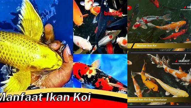 Temukan Manfaat Ikan Koi yang Jarang Diketahui