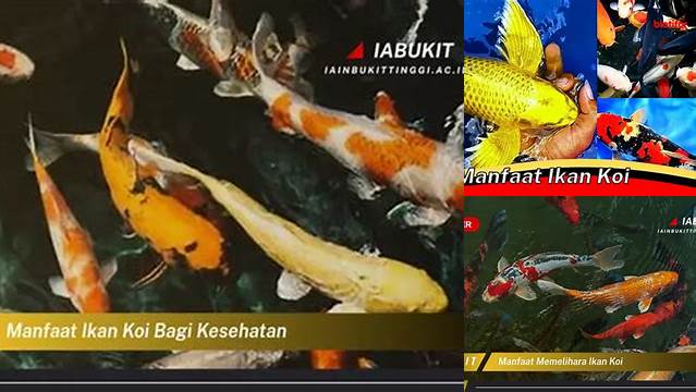 Temukan Manfaat Ikan Koi untuk Kesehatan yang Jarang Diketahui