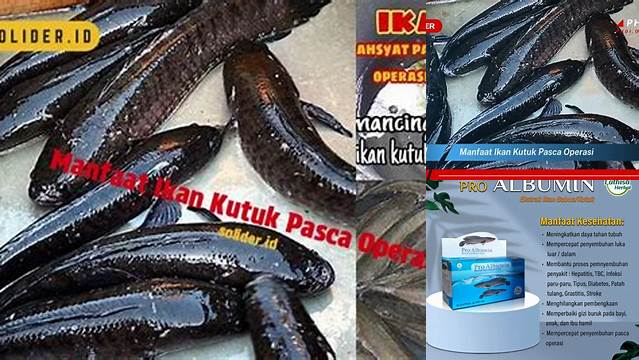 Temukan Manfaat Ikan Kudu Pasca Operasi yang Jarang Diketahui