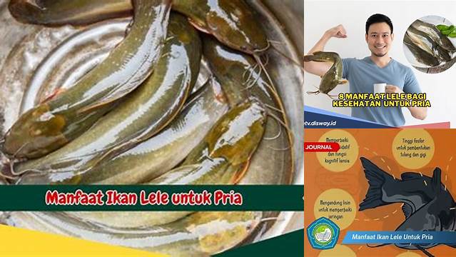 Temukan Khasiat Ikan Lele untuk Pria yang Jarang Diketahui