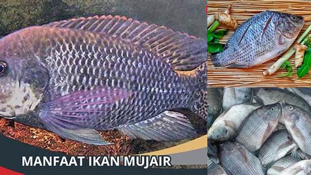 Manfaat Ikan Mujair yang Jarang Diketahui, Wajib Anda Ketahui!