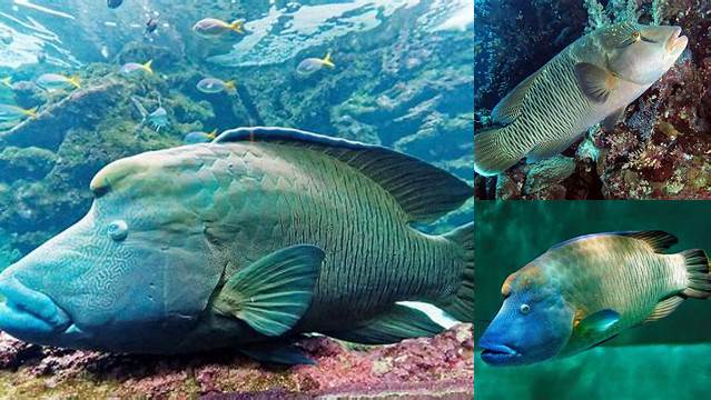 Temukan Manfaat Ikan Napoleon yang Jarang Diketahui!