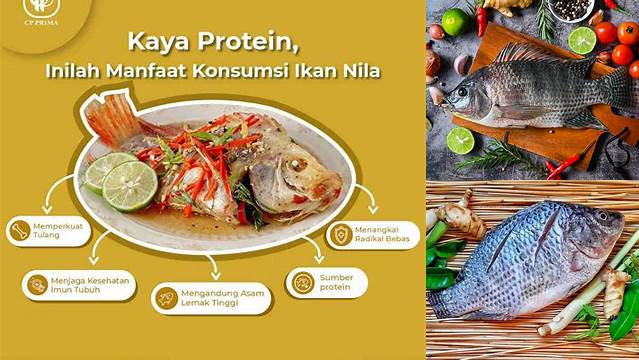 Temukan Manfaat Ikan Nila yang Jarang Diketahui