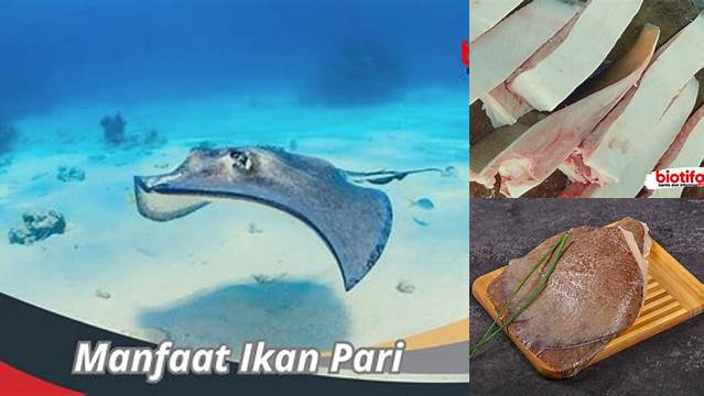 Temukan Manfaat Ikan Pari yang Jarang Diketahui