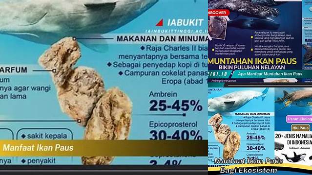 Temukan 8 Manfaat Ikan Paus yang Jarang Diketahui