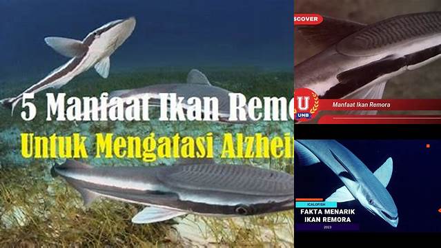 Temukan Manfaat Ikan Remora yang Jarang Diketahui, Anda Perlu Tahu!