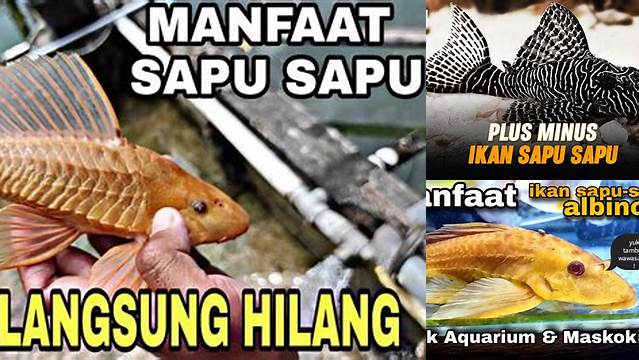 Temukan Manfaat Ikan Sapu-Sapu yang Jarang Diketahui