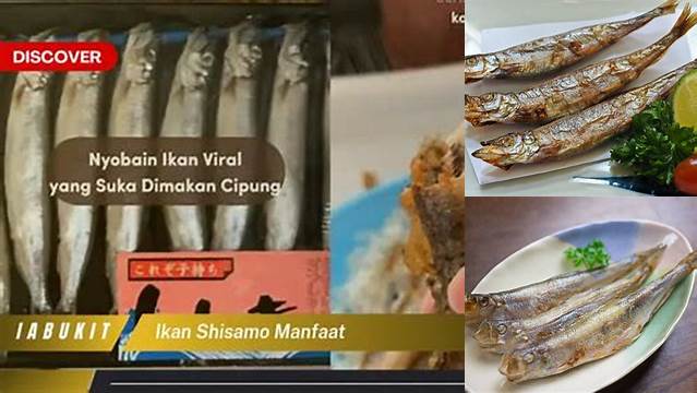 Manfaat Ikan Shisamo yang Jarang Diketahui, Anda Wajib Baca!