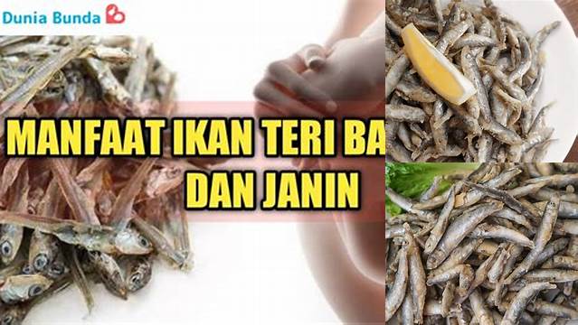 Temukan Manfaat Ikan Teri untuk Ibu Hamil yang Jarang Diketahui