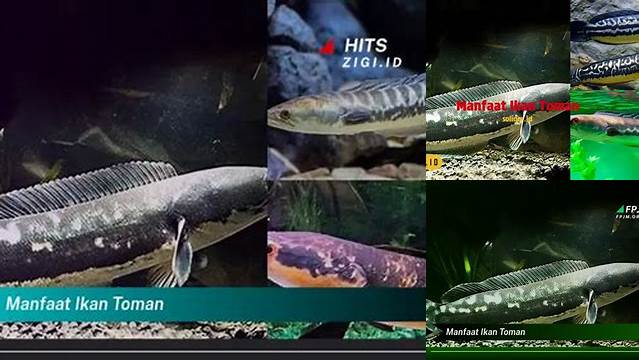 Terungkap Khasiat Ikan Toman yang Jarang Diketahui