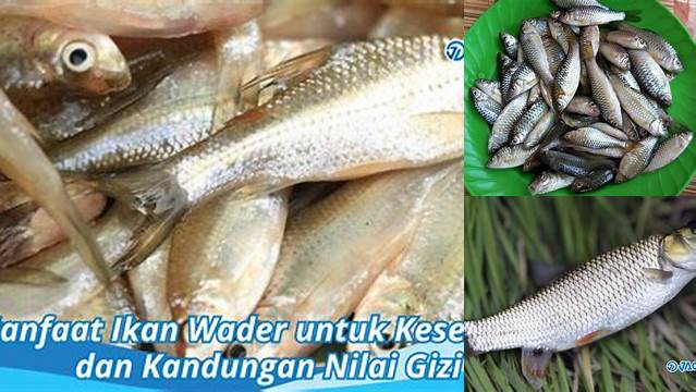 Manfaat Ikan Wader yang Jarang Diketahui, Anda Harus Tahu!