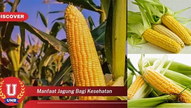 Manfaat Jagung Bagi Kesehatan yang Jarang Diketahui