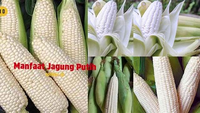 Manfaat Jagung Putih yang Jarang Diketahui