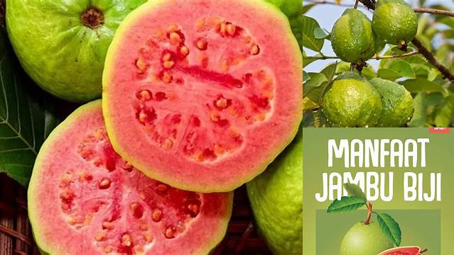 Temukan Manfaat Luar Biasa Jambu Biji Kulit Merah yang Jarang Diketahui