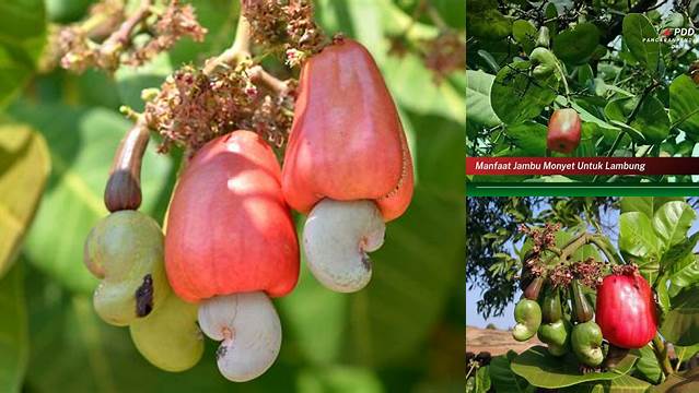 8 Manfaat Jambu Monyet yang Jarang Diketahui