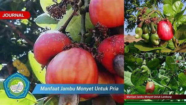 Manfaat Jambu Monyet untuk Pria: Penemuan Eksklusif yang Perlu Anda Ketahui