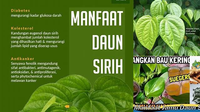 Temukan 7 Manfaat Jamu Daun Sirih yang Jarang Diketahui!