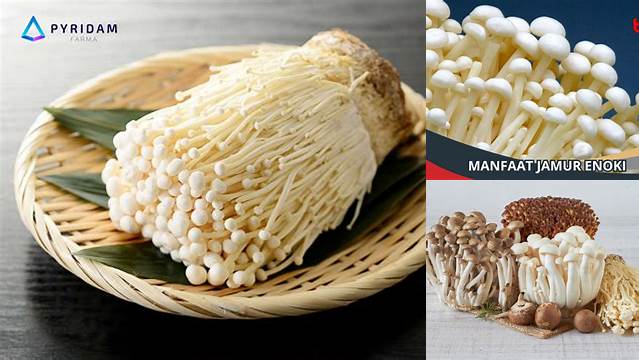 Manfaat Jamur Enoki: Penemuan dan Wawasan yang Sangat Menarik Perlu Anda Ketahui