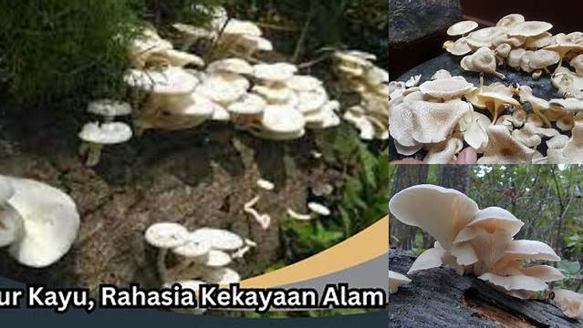 Temukan Manfaat Jamur Kayu yang Jarang Diketahui