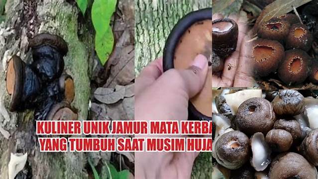 Temukan Manfaat Jamur Mata Kerbau yang Jarang Diketahui