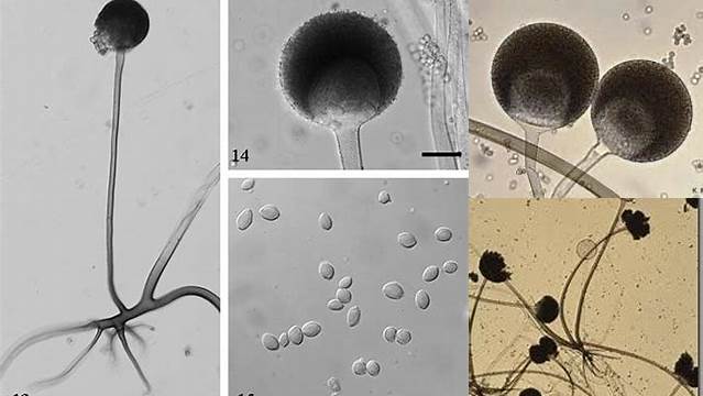 Manfaat Jamur Rhizopus Oryzae yang Wajib Diketahui